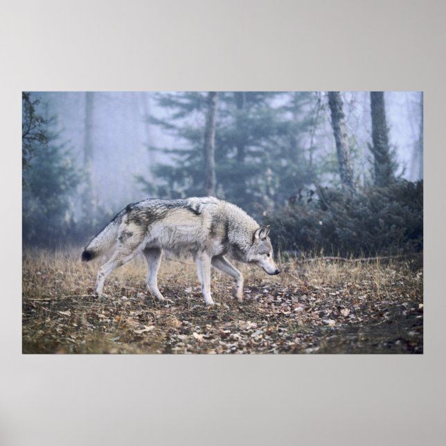Auf dem Prowl Timber Wolf Poster (Vorne)