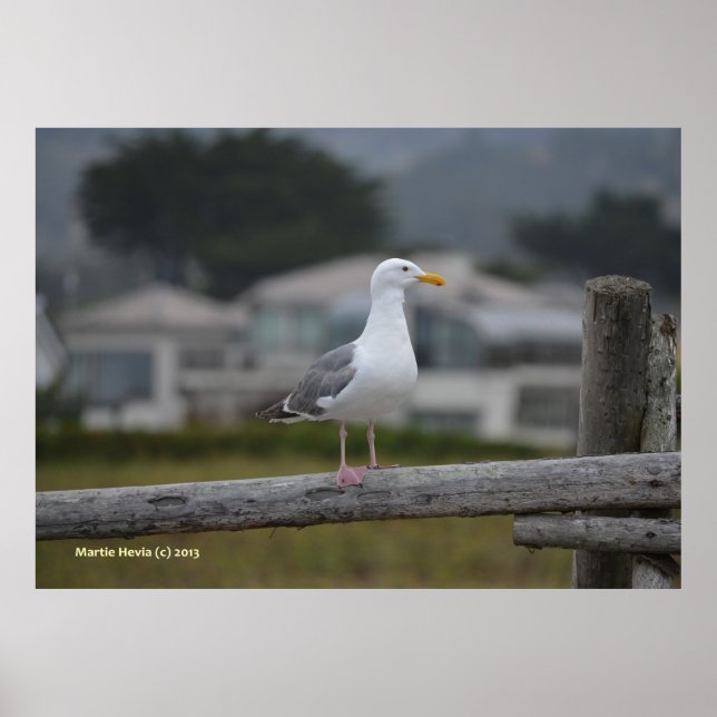 Auf dem Zaun Poster (Vorne)