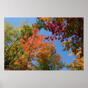 Auf den Baumsteinen Poster