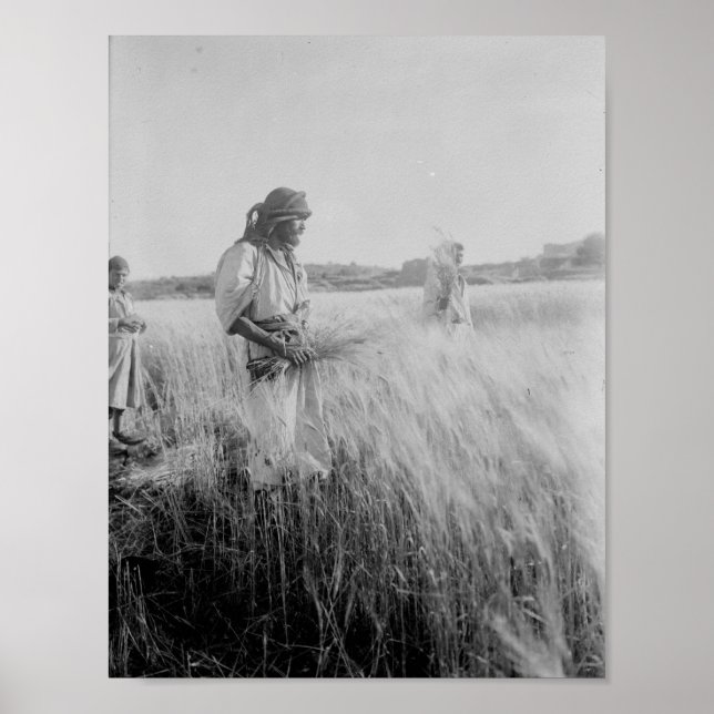 Auf den Feldern von Boaz in Bethlehem Poster (Vorne)