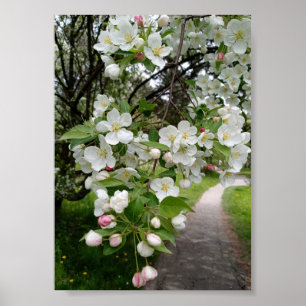 Auf den Zweigen der Blüten Poster