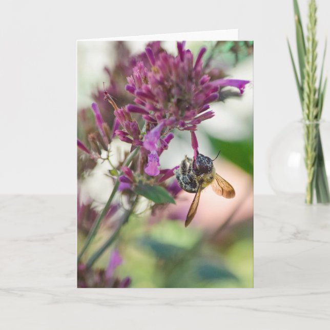 Auf der Hummingbird Mint Karte (Vorderseite)