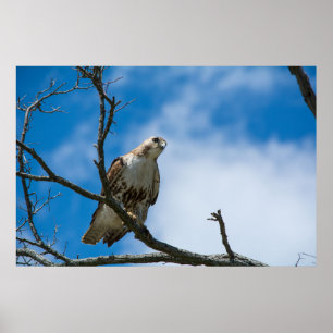 Auf der Jagd 6" x 24", Wert-Plakat-Papier (Matt) Poster