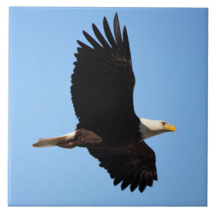Auf der Keramik Eagle Wings Fliese