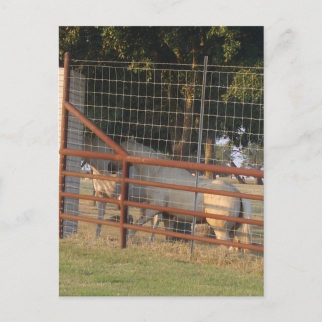 Auf der Range PostCard Postkarte (Vorderseite)