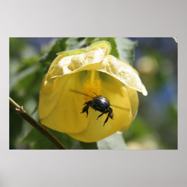 Auf der Suche Poster (Vorne)