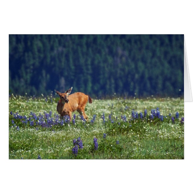 Auf der Wiese (Vorderseite (Horizontal))