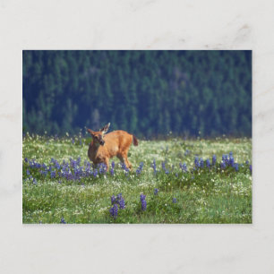 Auf der Wiese Postkarte