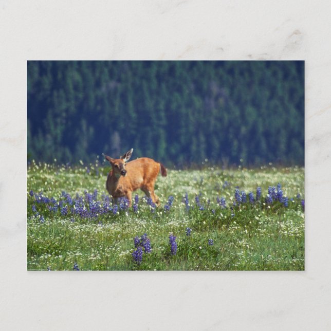 Auf der Wiese Postkarte (Vorderseite)