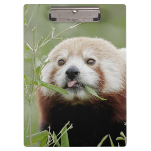 Auf der Zwischenablage Foto roter Panda, Tiere. Klemmbrett