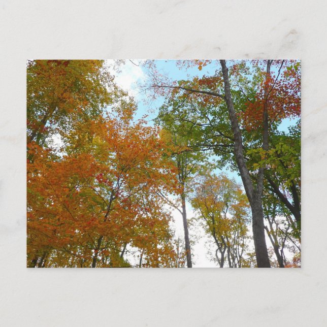 Auf die Herbstlaube schauend Ich farbige Fallfolie Postkarte (Vorderseite)