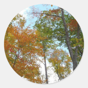 Auf die Herbstlaube schauend Ich farbige Fallfolie Runder Aufkleber