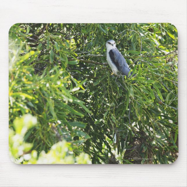 Auf einem Baum stehende Eule Mousepad (Vorne)