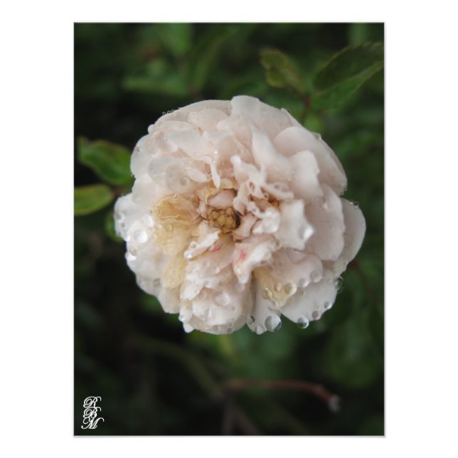 Auf einer Blume Fotodruck (Vorne)