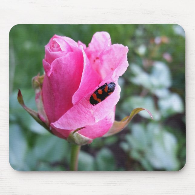 auf einer Rose ruhen Mousepad (Vorne)