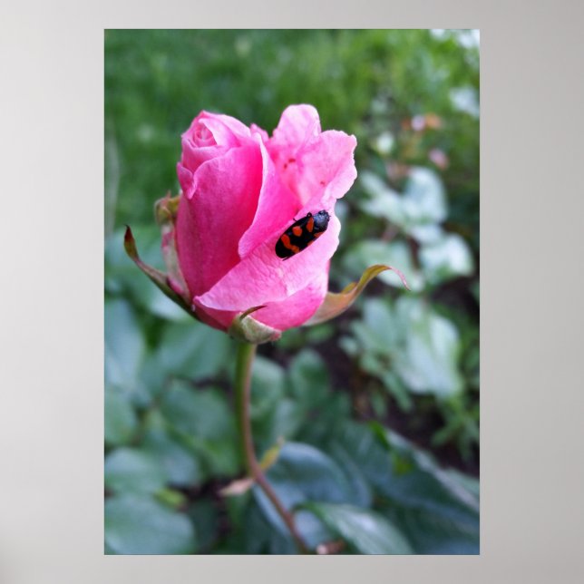 auf einer Rose ruhen Poster (Vorne)