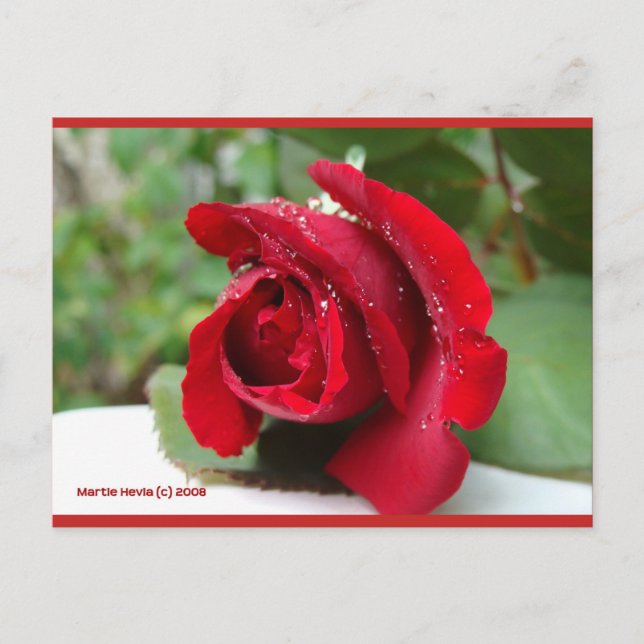 Auf einer Rote Rose | Blue Beach Song™ Postkarte (Vorderseite)