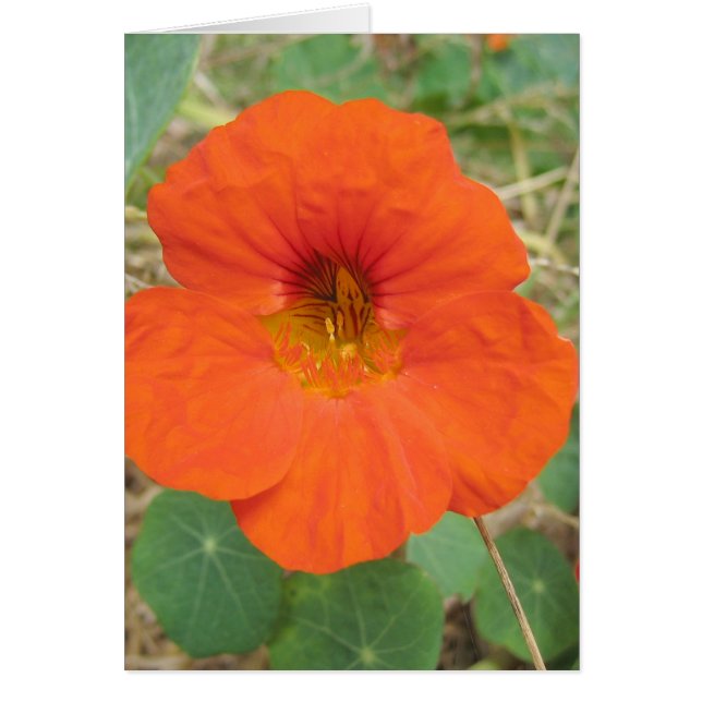 Auf Flanders Gebieten (Vorne)