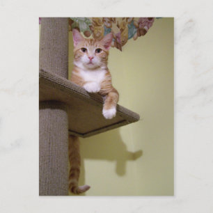 auf Katzenbaum Postkarte