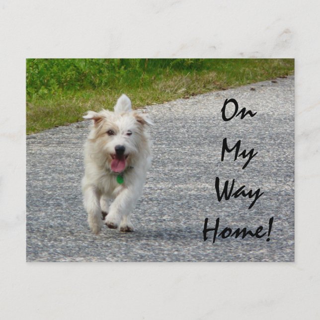 Auf meinem Weg Zuhause Doggie Postkarte (Vorderseite)