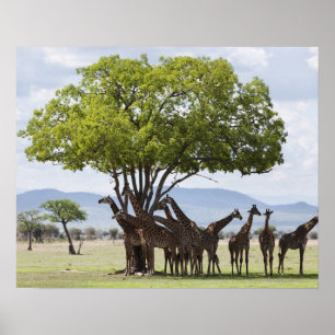 Auf Nationalpark der Safari-  Mikumi Tansania Poster