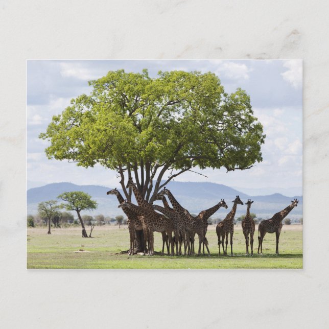 Auf Safari im Mikumi-Nationalpark in Tansania, Postkarte (Vorderseite)