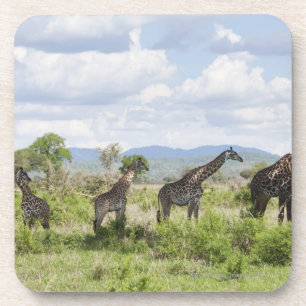 Auf Safari in Mikumi Nationalpark in Tansania, 2 Getränkeuntersetzer