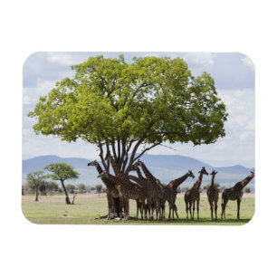 Auf Safari in Mikumi Nationalpark in Tansania, Magnet
