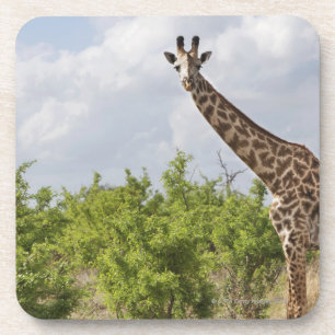 Auf Safari in Tansania, Afrika. 2 Getränkeuntersetzer
