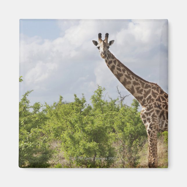 Auf Safari in Tansania, Afrika. 2 Magnet (Vorne)