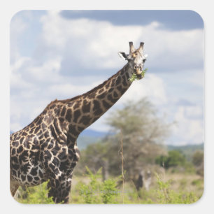 Auf Safari in Tansania, Afrika Quadratischer Aufkleber