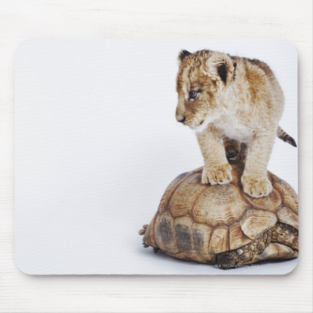 Auf Schildkröte stehender Löwe, weißer Hintergrund Mousepad (Vorne)