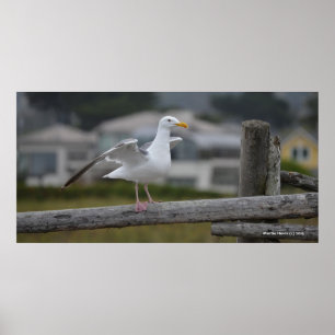 Auf Zaun II - Poster/Print Poster