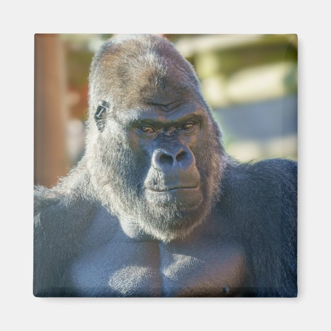 Auffallende Silverback Magnet (Vorne)