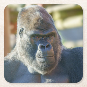 Auffallende Silverback Rechteckiger Pappuntersetzer