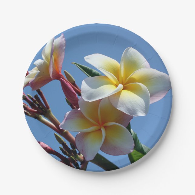Auffällige Plumeriafrangipani-Blüte Pappteller (Vorderseite)
