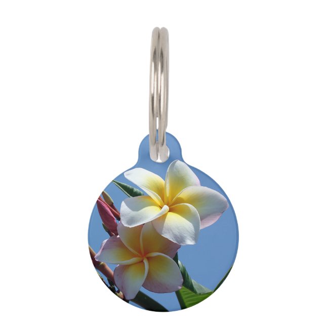 Auffällige Plumeriafrangipani-Blüte Tiermarke (Vorderseite)