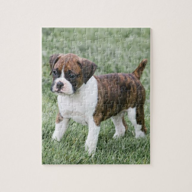 Auffälliger Brindle Boxer-Welpe - (Vertikal)