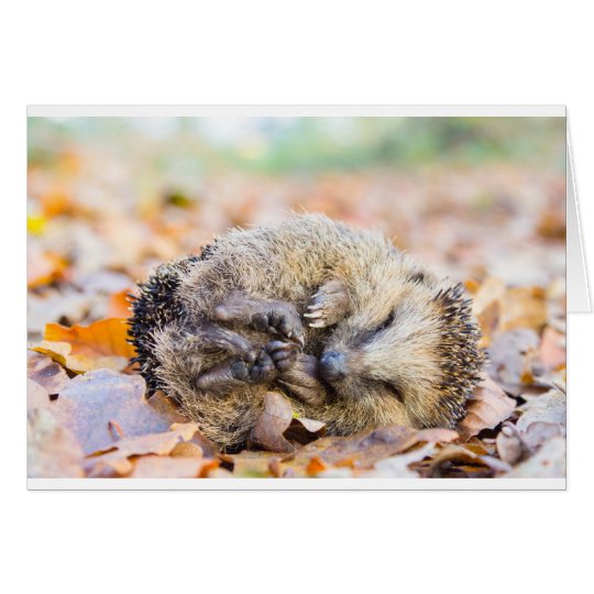 Aufgerollter Igel, der auf Blätter in der Karte