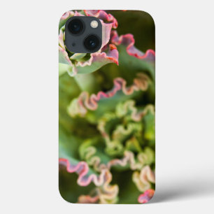 Aufkeimende Knospe einer Echeveria-Pflanze title_seo2