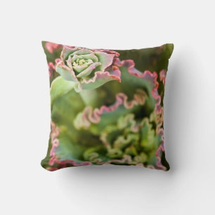 Aufkeimende Knospe einer Echeveria-Pflanze Kissen