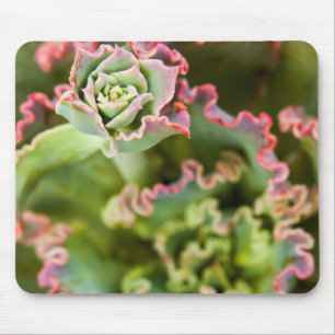 Aufkeimende Knospe einer Echeveria-Pflanze Mousepad