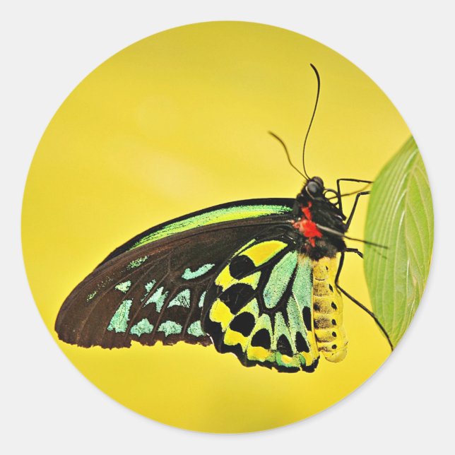 Aufkleber (Vorderseite)