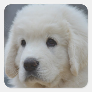 Aufkleber Adorable polnische Tatra Sheepdog Welpe