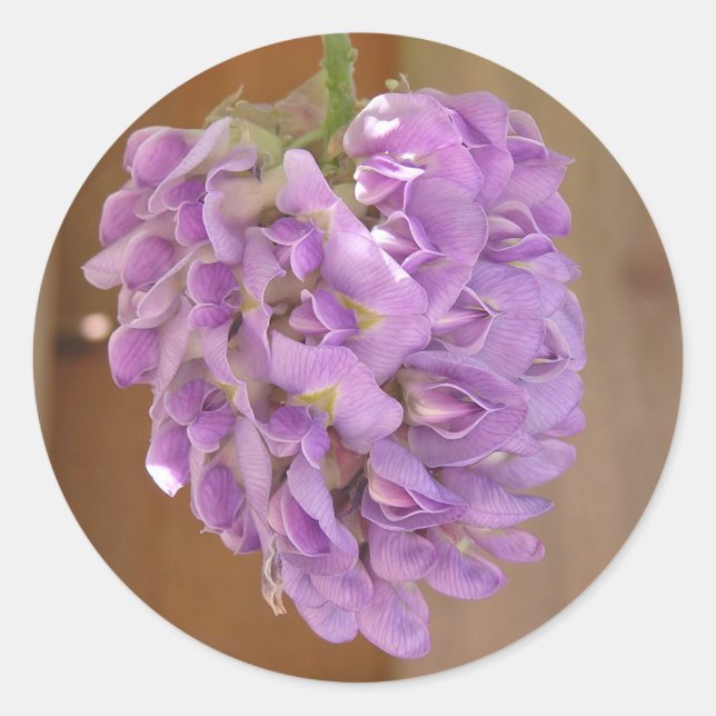 Aufkleber "American Wisteria" (Wisteria frutescens (Vorderseite)