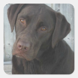 Aufkleber auf dem Platz - Schokolade Labrador