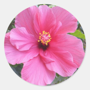 Aufkleber aus rosa Hibiskus