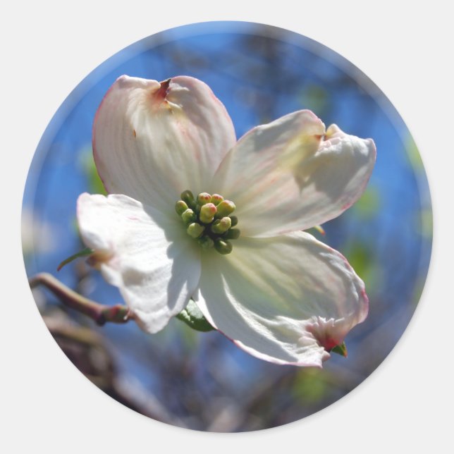Aufkleber aus weißem Dogwood Blume (Vorderseite)