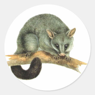 Aufkleber-Blätter - cooroy Opossum Runder Aufkleber