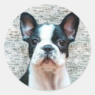 Aufkleber der französischen Bulldogge